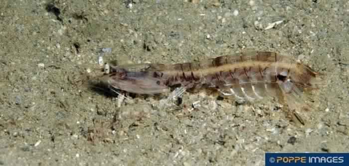 Представитель Семейства Eurysquillidae